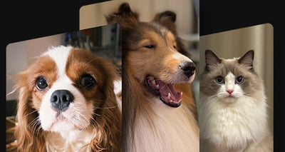 Pet Snaps